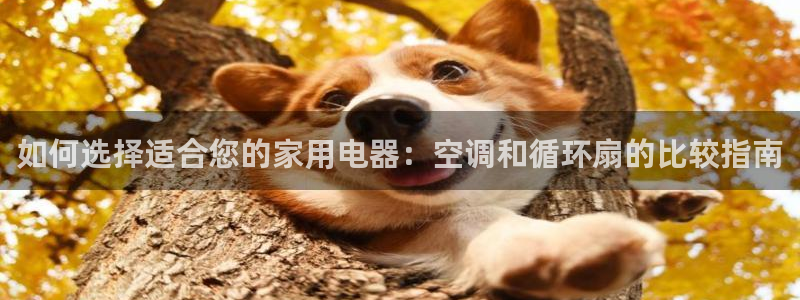 凯发k8娱乐是真实的吗：如何选择适合您的家用电器：空调和循环扇的比较指南