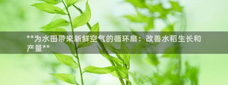 凯发正规网站：**为水田带来新鲜空气的循环扇：改善水稻生长和
产量**